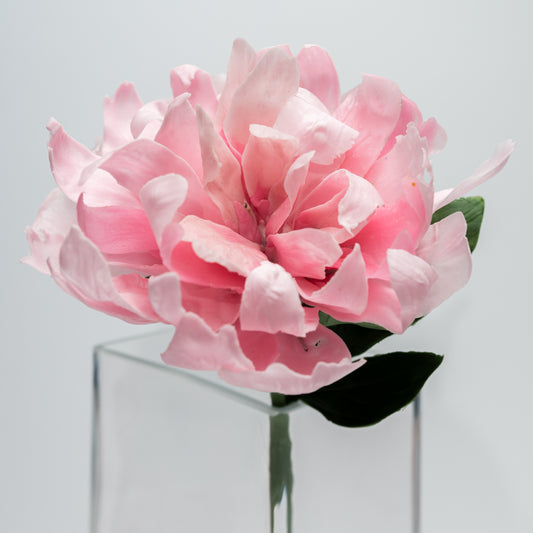 Pivoine