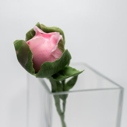 Pivoine en bouton