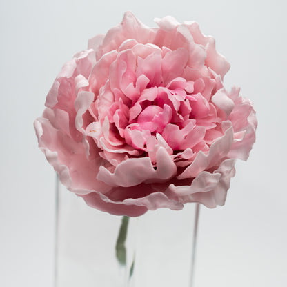 Pivoine