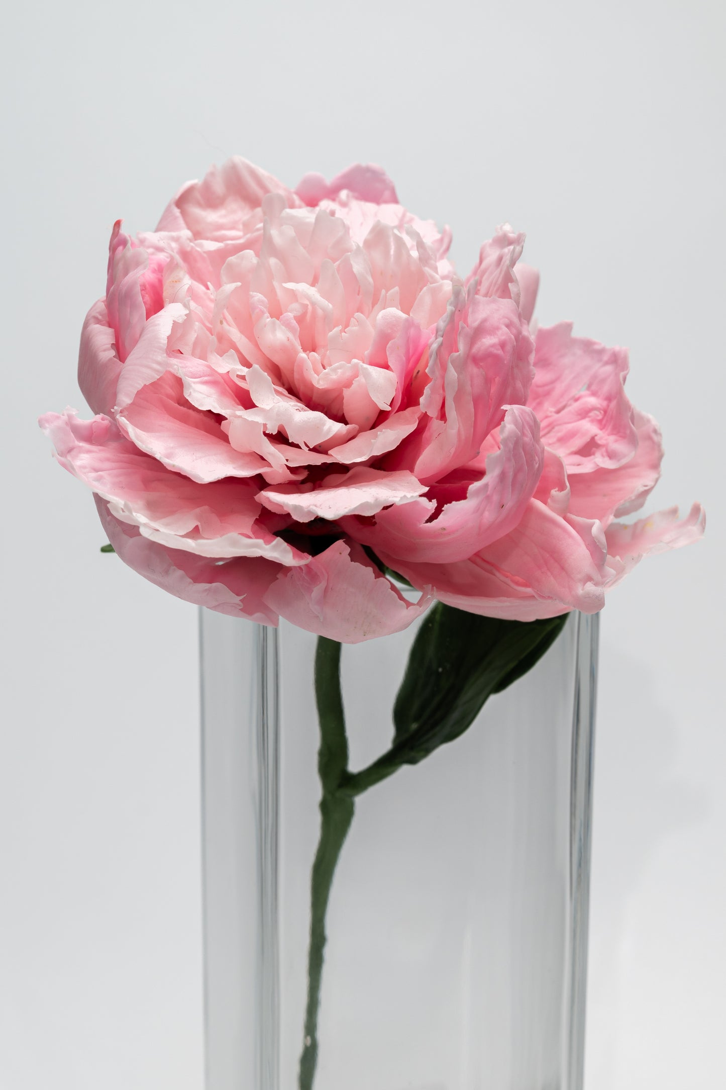 Pivoine