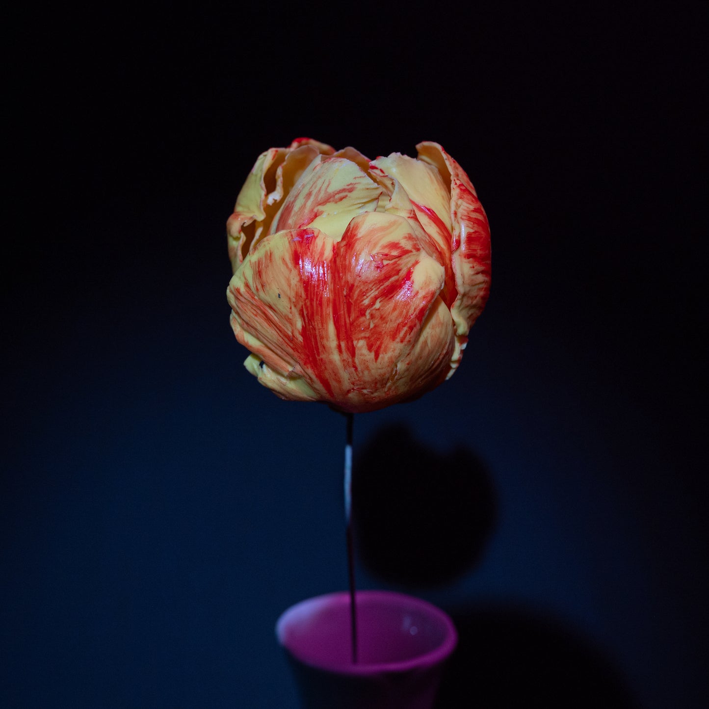 Tulipe