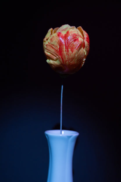 Tulipe