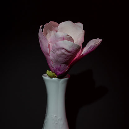 Magnolia