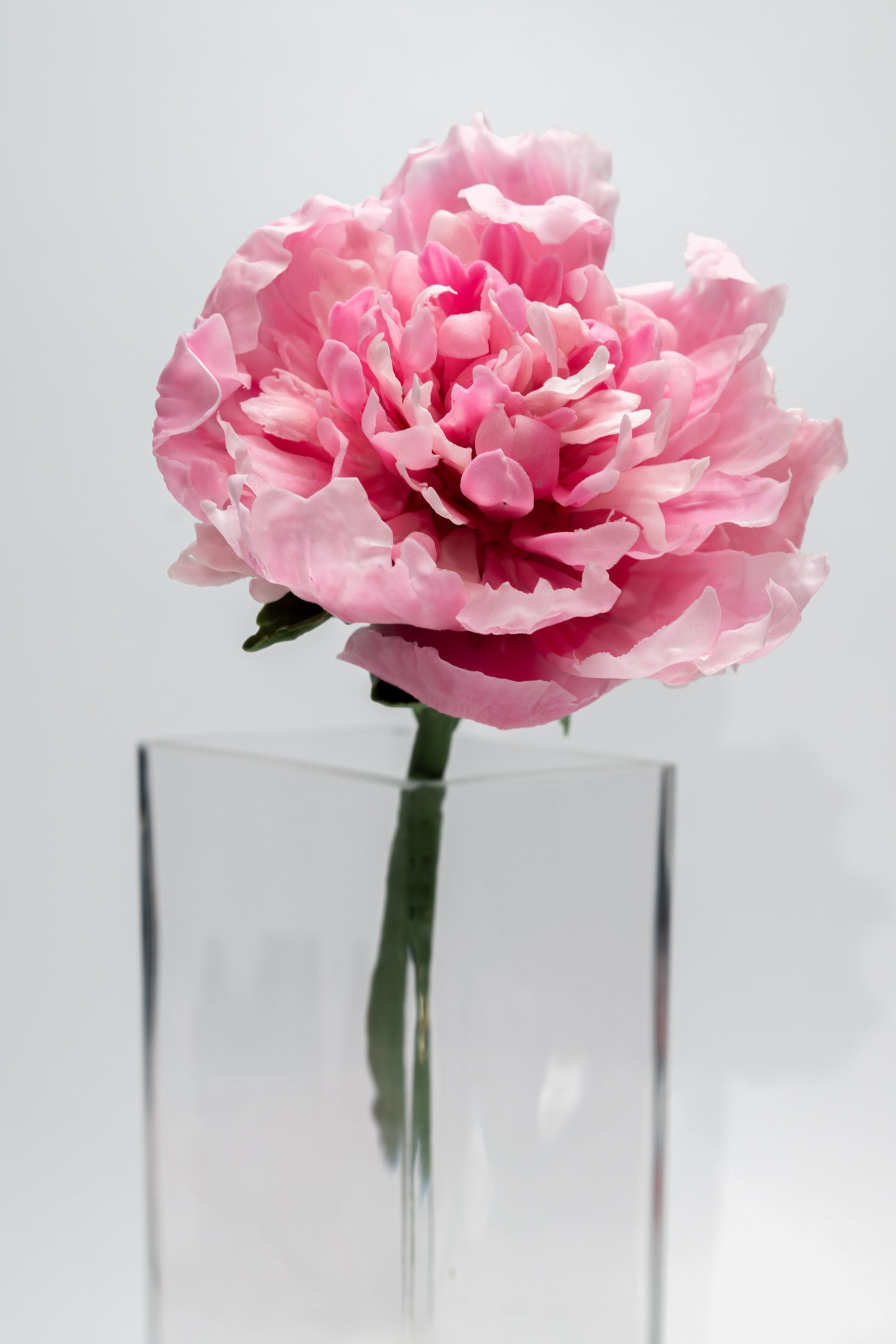 Pivoine