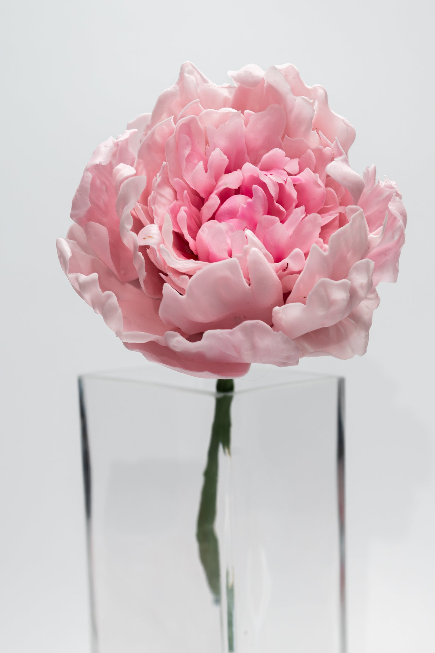 Pivoine