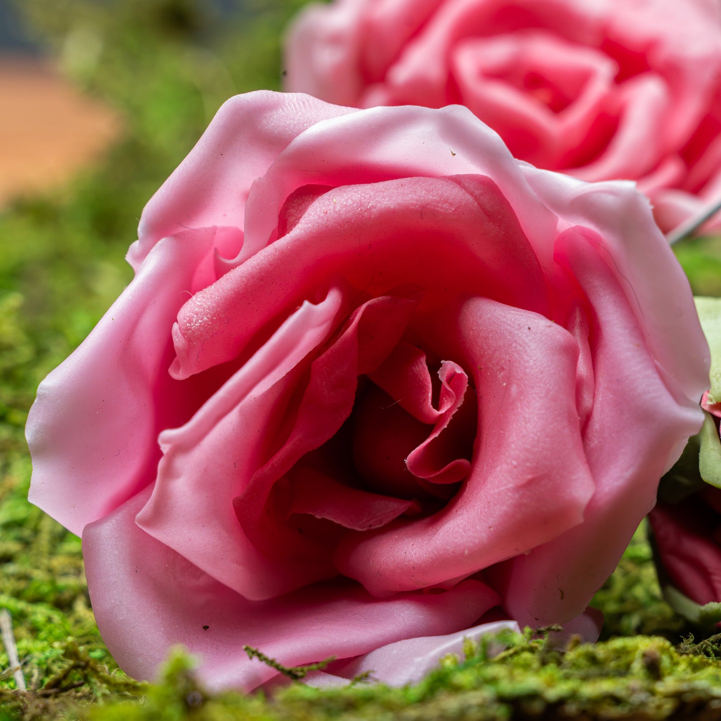Rose avec bouton sous cloche